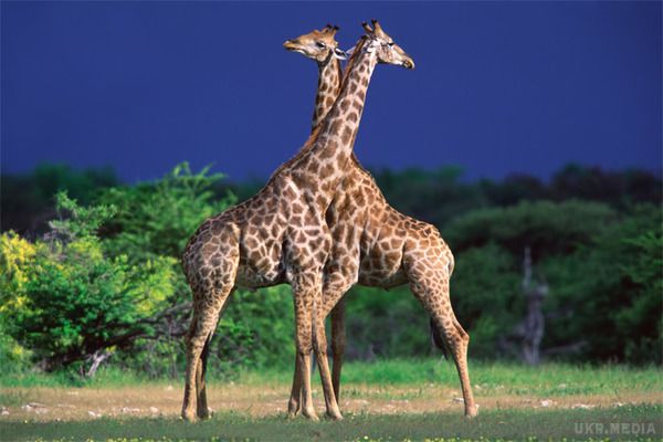 Вчені зробили дивне відкриття про жирафів. Зоологи розповіли, наскільки небезпечні блискавки для жирафів.