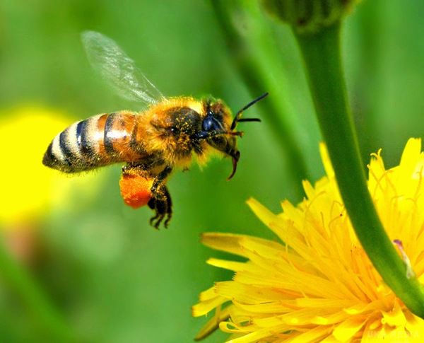 Найдена причина вимирання бджіл. Канадські, британські та німецькі вчені в першій масштабній загальноєвропейській дослідженні підтвердили, що неонітотиноїди негативно впливають на популяцію бджіл.