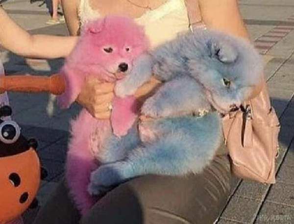 Мережа обурюється: у Криму шкуродери заробляють на рожевих собаках. У кримських салонах краси для тварин не беруться фарбувати.