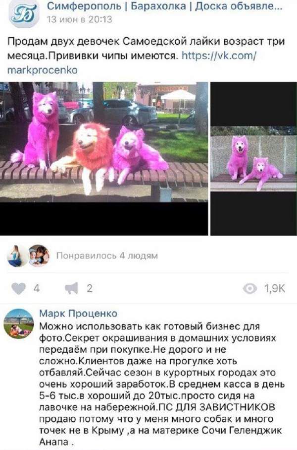 Мережа обурюється: у Криму шкуродери заробляють на рожевих собаках. У кримських салонах краси для тварин не беруться фарбувати.