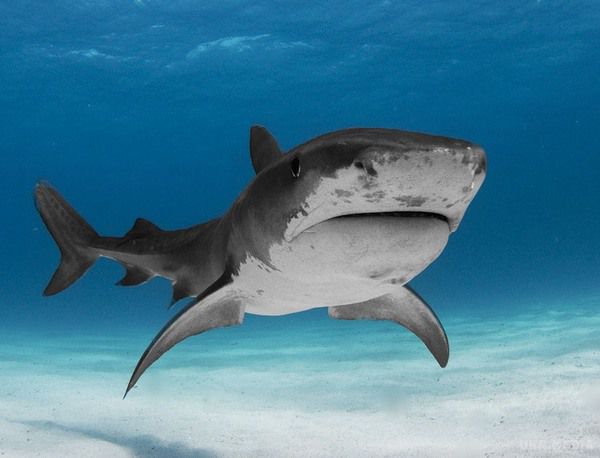 Бійка акул біля берегів Флориди зібрала натовп роззяв. Відео сутички хижаків подивилося більше п'яти мільйонів глядачів