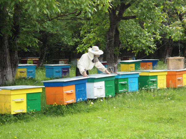Народні прикмети 2 липня 2017. 2 липня за народним календарем : Йов Йов Праведний, Зосима, Зосима-пасіка.
