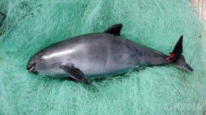 Дельфінів хочуть навчити рятувати вимираючих морських тварин. За оцінками вчених, в природному середовищі існування, Каліфорнійській затоці, живуть менше 40 особин морських свиней.