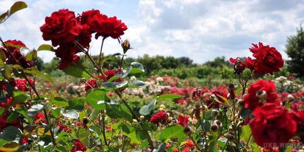 У Черкаській області зацвіло величезне поле троянд. Посеред Звенигородського ліси на Черкащині одночасно цвітуть 15 тисяч кущів разносортной троянди.