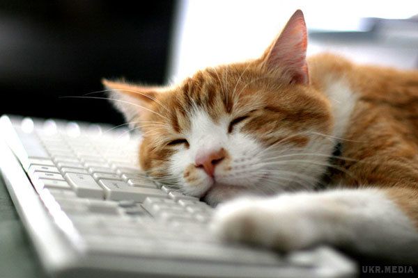 В мережі створили сайт, на якому муркотіння кота можна слухати нескінченно. Розробник і саунд-дизайнер Стефан Піджон створит сайт Purrli, на якому можна слухати нескінченне муркотіння кота.
