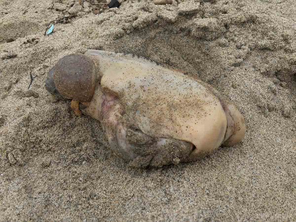 Дивну істоту знайшли на пляжі в Каліфорнії. Житель Каліфорнії знайшов дивну істоту, яку викинуло на берег пляжу.