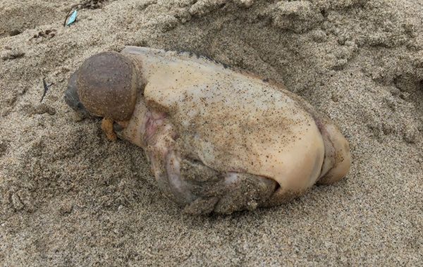 Мережу спантеличила дивна морська істота. Мертвого морського мешканця виявив на березі один з дописувачів Reddit.