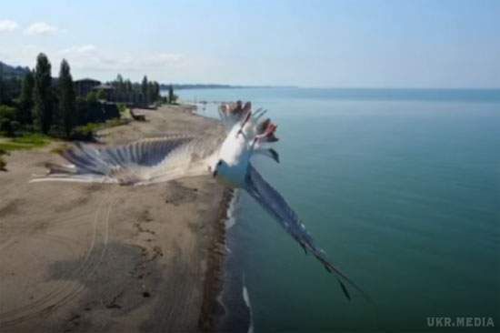 Нова зірка Youtube: чайка, яка майстерно ухилилася від дрона. Птах продемонструвала фігури вищого пілотажу