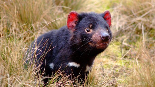 Найкусючіша тварина у світі має власний Instagram. Це тасманійский диявол з Національного парку Крейдл-Маунтін на острові Тасманія, який кусається сильніше за усіх ссавців 