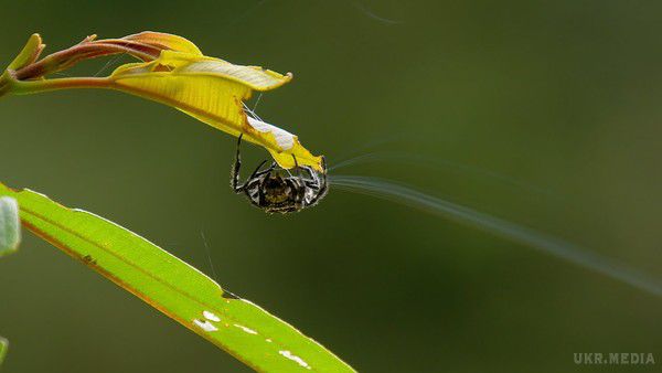 Мадагаскарські павуки плетуть гігантські "мости" з павутини (відео). Павутина дозволяє членистоногим перетинати річки і створювати значних розмірів мережі-пастки.