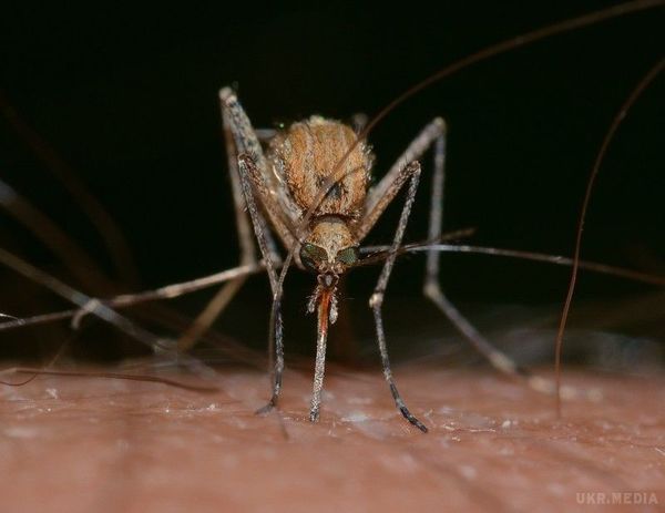 Комарі можуть відчути вас за 30 метрів, але якщо ви приймаєте цей вітамін — розвернуть в інший бік. Це натуральний засіб, лякливо комах.