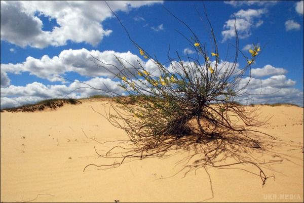Чи знали ви, що в Українi є пустеля?. В українськiй пустелi пiсок нагрiвається до 75 градусiв