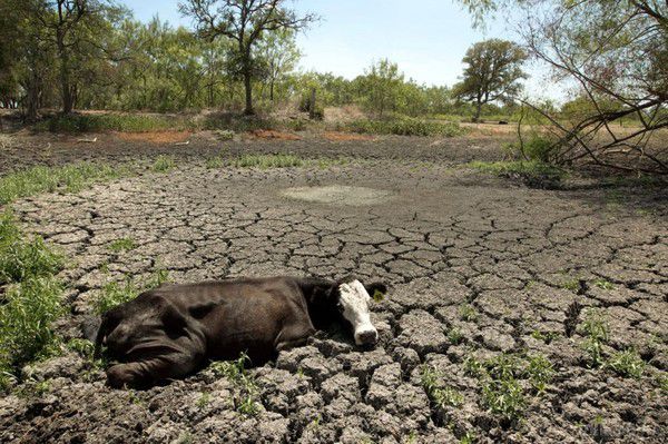 В Україні зафіксована найбільша за 10 років засуха. Протягом червня на більшій частині території України спостерігався дефіцит опадів, це призвело до жорсткої ґрунтової посухи за останні 10 років у ряді областей.