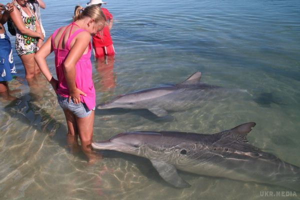 У Криму сталася масова загибель дельфінів. Цього разу на узбережжі Севастополя та Керчі викинулося не менше п'яти цих тварин.
