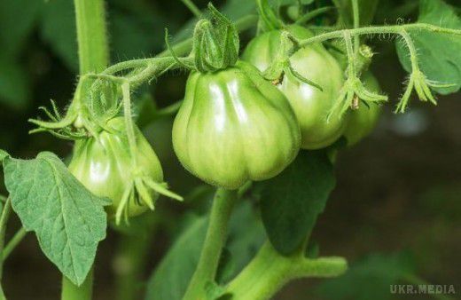 3 причини видалити нижнє листя у томатів. Багато городників чули, що нижні листя у томатів треба обрізати. 
