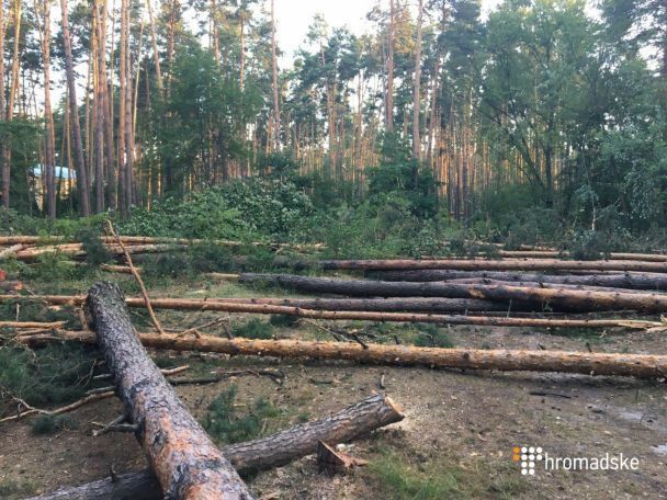 На Оболоні в Києві вирубка лісу закінчилася сутичкою зі стріляниною. Особи, які вирубували ліс, втекли з місця події