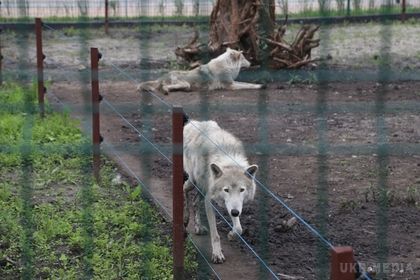 Вовк напав на трирічну дитину в зоопарку Барнаула. Слідчі порушили кримінальну справу після нападу вовка на трирічну дитину в зоопарку Барнаула.