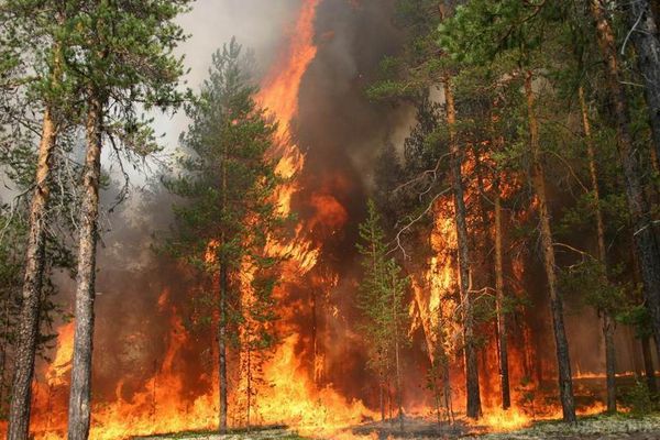 У Канаді палає одночасно майже 200 лісових пожеж. У різних регіонах канадської провінції Британська Колумбії вирує одночасно 182 лісові пожежі.