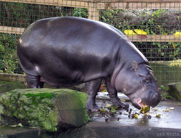 Помер найстаріший бегемот у світі. У Філіппінському зоопарку на 66-му році життя помер найстаріший у світі бегемо