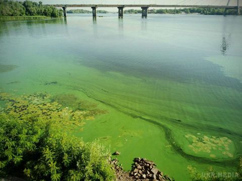 Дніпро вкрився аномально великою кількістю водоростей. Вода у Дніпрі перетворилась на зелену та слизьку рідоту.