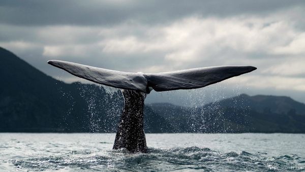 У Канаді кит убив рибалку, який врятував йому життя. За 15 років чоловік врятував понад два десятки ссавців.