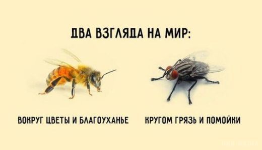 Притча про бджілку і муху: для тих, хто звик звинувачувати інших. Нам у житті часто зустрічаються люди, які люблять поговорити про те, як все погано, як багато нехороших людей навколо і як вони від цього страждають.