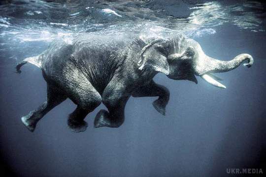 В Шрі-Ланці у морі ледь не втопився слон (ВІДЕО). Унікальна рятувальна операція була розгорнута в морі біля узбережжя міста Коккілай, що в Шрі-Ланці. Люди намагалися допомогти слонові, який опинився на відстані 16 км від берега. Все закінчилося щасливо для тварини.