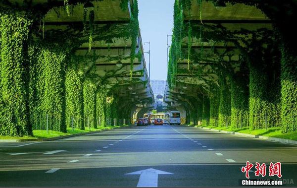 Як виглядає 'тунель кохання' у Китаї. У китайському місті Ченду звичайнісінька естакада перетворилася на дуже красивий 'зелений коридор' із дикого винограду.