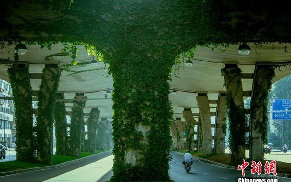 Як виглядає 'тунель кохання' у Китаї. У китайському місті Ченду звичайнісінька естакада перетворилася на дуже красивий 'зелений коридор' із дикого винограду.