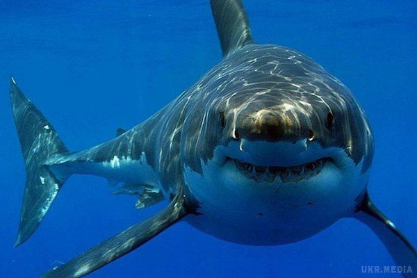 Рибалка схопив за хвіст акулу - хижак миттєво відреагував(відео). У США зняли на відео, як чоловік намагався схопити акулу за хвіст.