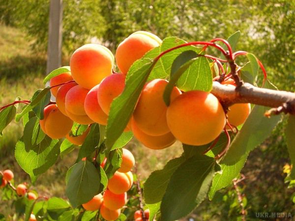 Антиоксиданти в абрикосі та їх вплив на організм