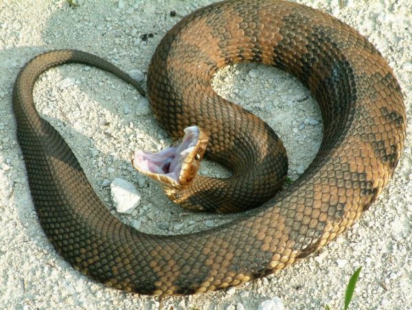 Відрубана зміїна голова спробувала вжалити стоячих поруч людей. Отруйну рептилію знайшли маленькі дівчинки в одному з садів штату Техас (США). 