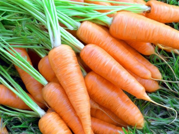 Користь і шкода моркви. Морква вважається корисним овочем і в сирому вигляді, і у складі страв. Але і вона має свої протипоказання до вживання. У чому користь і шкода моркви?