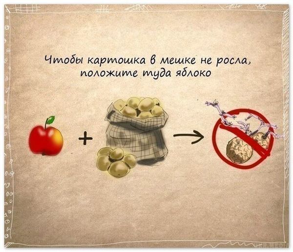 Якщо яйця зберігати в холодильнику тупим кінцем вгору. Їх свіжість зберігається довше.