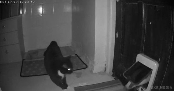 "Хто їв з моєї миски?" Кішка вночі застукала борсука за крадіжкою її корма (відео). Завдяки прихованій камері господиня вихованця дізналася, що лісовий звір щоночі приходив до неї в будинок.