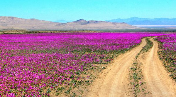 У Чилі розквітла найбільш посушлива у світі пустеля. Останній раз цвітіння в Атакамі спостерігалося більше 2 років тому.