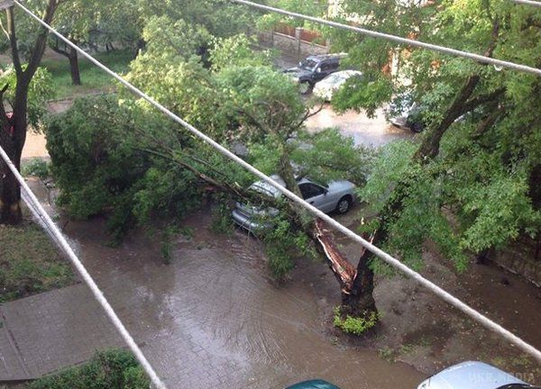Під вечір у п'ятницю, 21 липня, по Львову пронеслася гроза -  вітер валив дерева і зривав дахи(фото). В результаті були пошкоджені автомобілі і заблокована дорога.