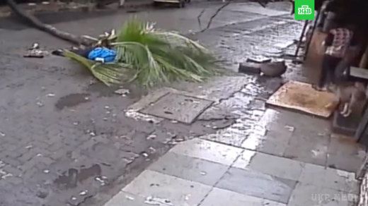 Відому телеведучу вбило пальмою в Індії (відео). Жінка була доставлена в лікарню, де померла від численних травм.