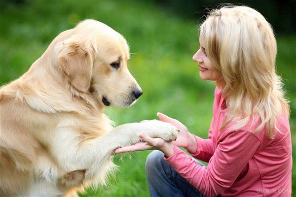 Чому собаки дружать з людьми. Вчені розповіли, чому собаки дружать з людьми.