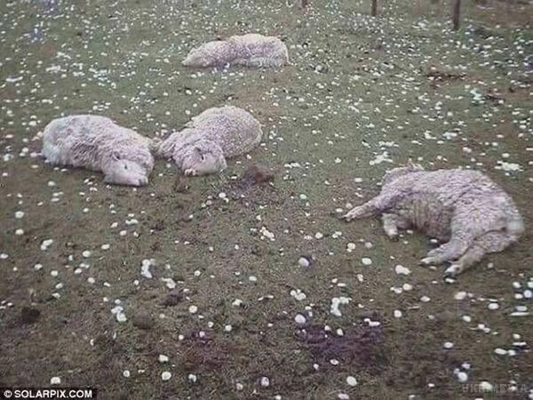  Гігантський град убив стадо овець на півночі Іспанії. Недалеко від міста Альмасан (Іспанія) на території фермерських угідь випав град вражаючих розмірів. 