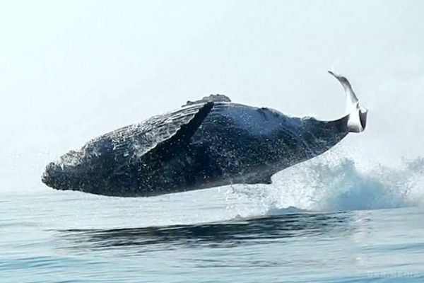 Горбатий кит випірнув із води всім тілом. Такого раніше не бачили.