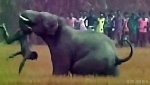 Слон вбив туриста, який хотів його сфотографувати
