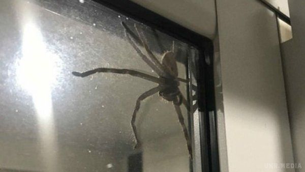 Австралійка Лорен Енсела знайшла на вікні свого будинку павука-велетня(фото). За її словами, павук був нешкідливий, проте, коли його спробували прогнати з вікна, йому це явно не сподобалося.