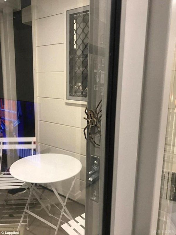 Австралійка Лорен Енсела знайшла на вікні свого будинку павука-велетня(фото). За її словами, павук був нешкідливий, проте, коли його спробували прогнати з вікна, йому це явно не сподобалося.