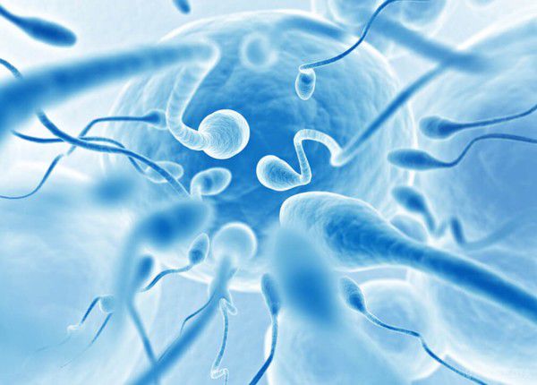 Вчені заявили про лякаюче зниження кількості сперматозоїдів у чоловіків. Дослідження єврейських і американських медиків показало, що кількість сперматозоїдів у чоловіків у розвинених країнах зменшилася на 52 відсотки за останні роки.