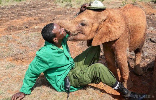 Осиротіла слониха поцілувала чоловіка, який врятував її від смерті (фото). Збожеволілі жителі кенійської села Киманджо в помсту за вбивство одного з одноплемінниць, відбили дитинча від стада слонів. 