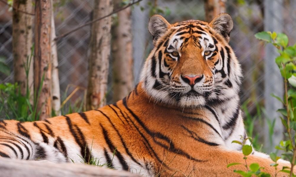 29 липня - Міжнародний день тигра. На жаль, в дикій природі збереглося всього не більше 5 тисяч тигрів.