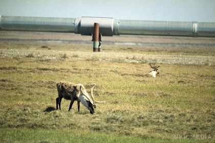 На Алясці пасажирський літак обезголовив оленя. Пасажирський літак, що заходив на посадку в аеропорт Дедхорс на Алясці, смерть задавив оленя. 