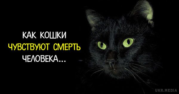 Як кішки відчувають смерть людини... Сьогодні нікого не здивуєш тим, що домашні тварини, особливо кішки можуть передбачити наближення біди. 