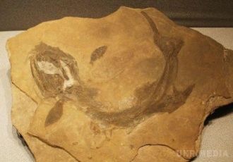 У США виявлені останки дивного первісного хижака. Вчені виявили в штаті Невада останки хижака, який плавав у цих місцях 250 мільйонів років тому.